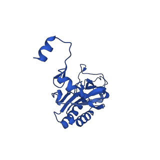 16880_8ohd_LI_v1-2
60S ribosomal subunit bound to the E3-UFM1 complex - state 3 (native)