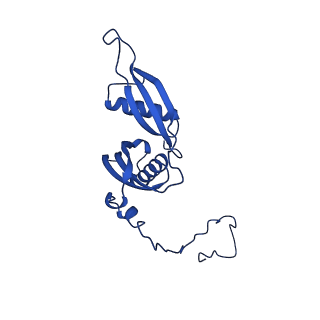 16880_8ohd_LS_v1-2
60S ribosomal subunit bound to the E3-UFM1 complex - state 3 (native)