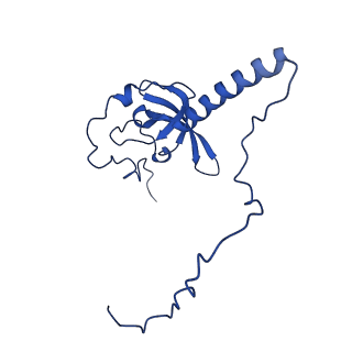 16880_8ohd_LT_v1-2
60S ribosomal subunit bound to the E3-UFM1 complex - state 3 (native)