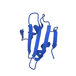 16880_8ohd_Lk_v1-2
60S ribosomal subunit bound to the E3-UFM1 complex - state 3 (native)