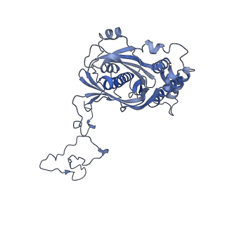 12921_7oi8_5_v1-1
Cryo-EM structure of late human 39S mitoribosome assembly intermediates, state 3A