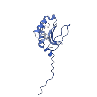 12921_7oi8_P_v1-1
Cryo-EM structure of late human 39S mitoribosome assembly intermediates, state 3A