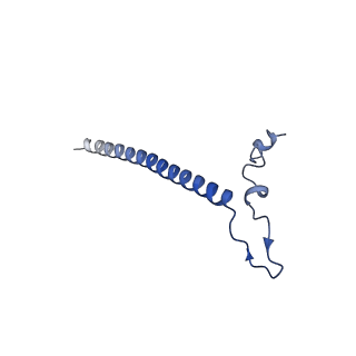 12927_7oie_j_v1-0
Cryo-EM structure of late human 39S mitoribosome assembly intermediates, state 5B
