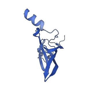12936_7oiz_o_v1-1
Cryo-EM structure of 70S ribosome stalled with TnaC peptide