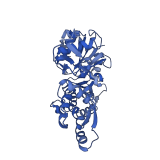 16887_8oi6_A_v1-5
Cryo-EM structure of the undecorated barbed end of filamentous beta/gamma actin