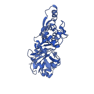 16887_8oi6_B_v1-5
Cryo-EM structure of the undecorated barbed end of filamentous beta/gamma actin