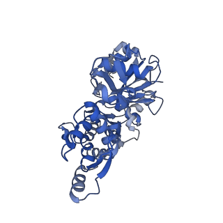 16887_8oi6_C_v1-5
Cryo-EM structure of the undecorated barbed end of filamentous beta/gamma actin