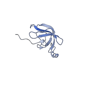 16894_8oin_AJ_v1-0
55S mammalian mitochondrial ribosome with mtRF1 and P-site tRNA