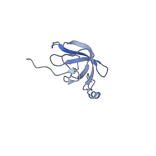 16894_8oin_AJ_v2-0
55S mammalian mitochondrial ribosome with mtRF1 and P-site tRNA