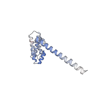16894_8oin_AL_v1-0
55S mammalian mitochondrial ribosome with mtRF1 and P-site tRNA