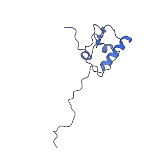 16894_8oin_AP_v1-0
55S mammalian mitochondrial ribosome with mtRF1 and P-site tRNA