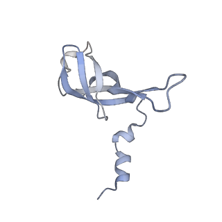 16894_8oin_AW_v1-0
55S mammalian mitochondrial ribosome with mtRF1 and P-site tRNA