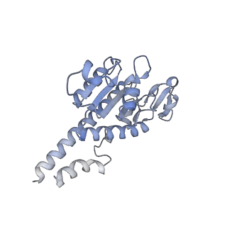 16894_8oin_Ab_v1-0
55S mammalian mitochondrial ribosome with mtRF1 and P-site tRNA