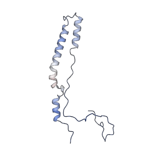 16894_8oin_Ac_v1-0
55S mammalian mitochondrial ribosome with mtRF1 and P-site tRNA