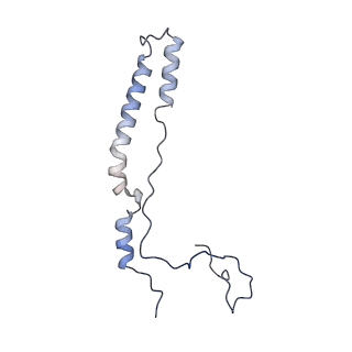 16894_8oin_Ac_v2-0
55S mammalian mitochondrial ribosome with mtRF1 and P-site tRNA