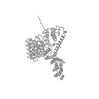 16894_8oin_Ae_v1-0
55S mammalian mitochondrial ribosome with mtRF1 and P-site tRNA