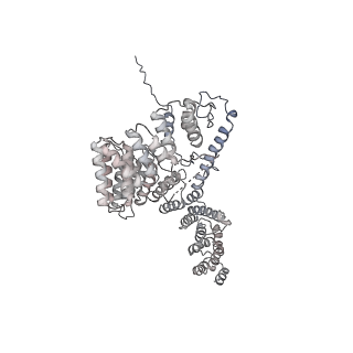 16894_8oin_Ae_v2-0
55S mammalian mitochondrial ribosome with mtRF1 and P-site tRNA