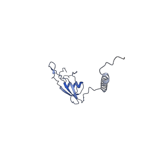 16894_8oin_BB_v1-0
55S mammalian mitochondrial ribosome with mtRF1 and P-site tRNA