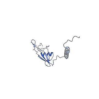 16894_8oin_BB_v2-0
55S mammalian mitochondrial ribosome with mtRF1 and P-site tRNA