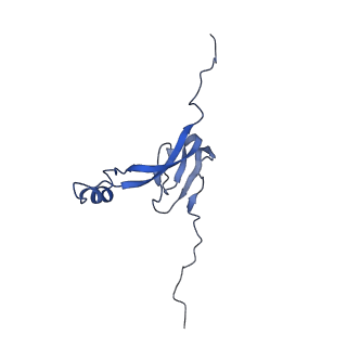 16894_8oin_BD_v1-0
55S mammalian mitochondrial ribosome with mtRF1 and P-site tRNA