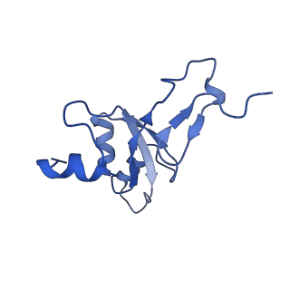 16894_8oin_BG_v1-0
55S mammalian mitochondrial ribosome with mtRF1 and P-site tRNA
