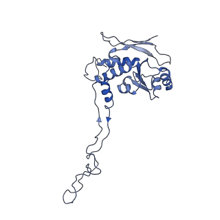 16894_8oin_BN_v2-0
55S mammalian mitochondrial ribosome with mtRF1 and P-site tRNA
