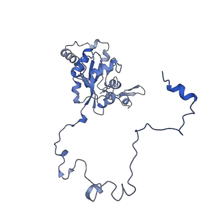 16894_8oin_BT_v1-0
55S mammalian mitochondrial ribosome with mtRF1 and P-site tRNA