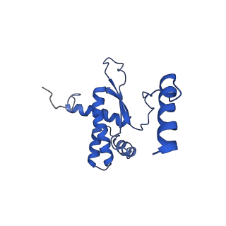 16894_8oin_BV_v1-0
55S mammalian mitochondrial ribosome with mtRF1 and P-site tRNA