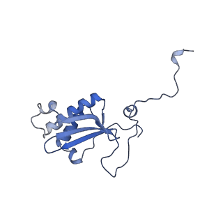 16894_8oin_BW_v1-0
55S mammalian mitochondrial ribosome with mtRF1 and P-site tRNA