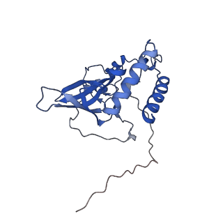 16894_8oin_BX_v1-0
55S mammalian mitochondrial ribosome with mtRF1 and P-site tRNA