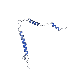 16894_8oin_Be_v1-0
55S mammalian mitochondrial ribosome with mtRF1 and P-site tRNA
