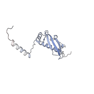 16894_8oin_Bf_v1-0
55S mammalian mitochondrial ribosome with mtRF1 and P-site tRNA