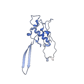 16894_8oin_Bh_v1-0
55S mammalian mitochondrial ribosome with mtRF1 and P-site tRNA