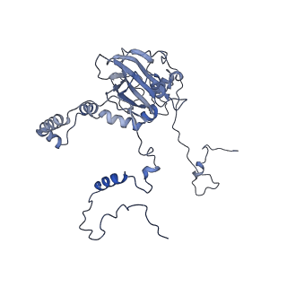 16894_8oin_Bn_v1-0
55S mammalian mitochondrial ribosome with mtRF1 and P-site tRNA
