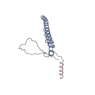 16894_8oin_Bp_v1-0
55S mammalian mitochondrial ribosome with mtRF1 and P-site tRNA