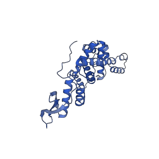 16894_8oin_Bt_v1-0
55S mammalian mitochondrial ribosome with mtRF1 and P-site tRNA