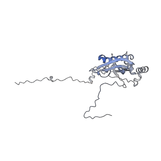 16894_8oin_Bu_v1-0
55S mammalian mitochondrial ribosome with mtRF1 and P-site tRNA