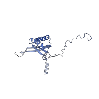 16894_8oin_Bw_v1-0
55S mammalian mitochondrial ribosome with mtRF1 and P-site tRNA