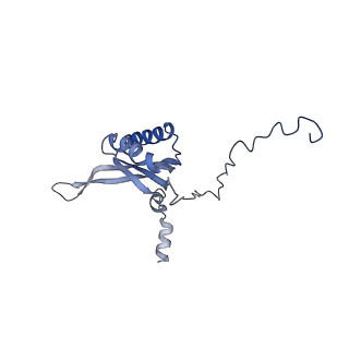 16894_8oin_Bw_v2-0
55S mammalian mitochondrial ribosome with mtRF1 and P-site tRNA
