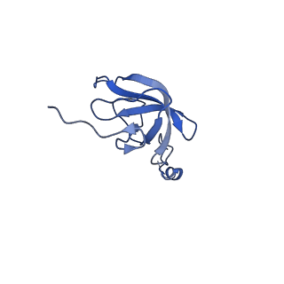 16895_8oip_AJ_v1-0
28S mammalian mitochondrial small ribosomal subunit with mtRF1 and P-site tRNA