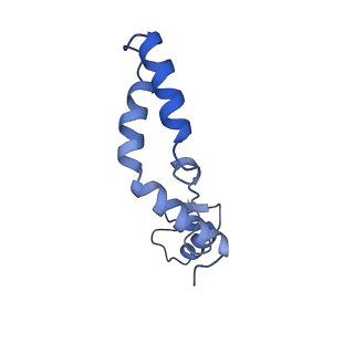 16895_8oip_AK_v1-0
28S mammalian mitochondrial small ribosomal subunit with mtRF1 and P-site tRNA