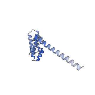 16895_8oip_AL_v1-0
28S mammalian mitochondrial small ribosomal subunit with mtRF1 and P-site tRNA