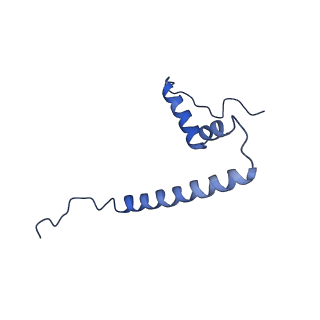 16895_8oip_AQ_v1-0
28S mammalian mitochondrial small ribosomal subunit with mtRF1 and P-site tRNA