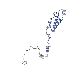 16895_8oip_AY_v1-0
28S mammalian mitochondrial small ribosomal subunit with mtRF1 and P-site tRNA