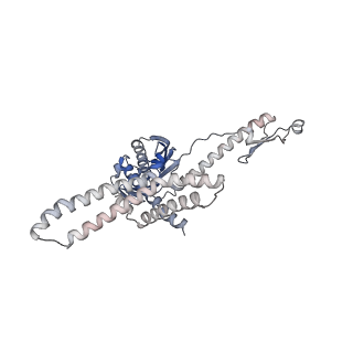 16895_8oip_Aa_v2-0
28S mammalian mitochondrial small ribosomal subunit with mtRF1 and P-site tRNA