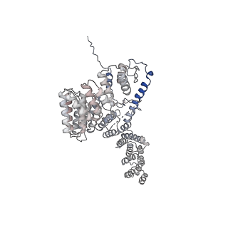16895_8oip_Ae_v1-0
28S mammalian mitochondrial small ribosomal subunit with mtRF1 and P-site tRNA
