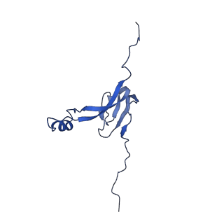 16896_8oiq_BD_v1-0
39S mammalian mitochondrial large ribosomal subunit with mtRF1 and P-site tRNA