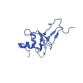 16896_8oiq_BG_v1-0
39S mammalian mitochondrial large ribosomal subunit with mtRF1 and P-site tRNA