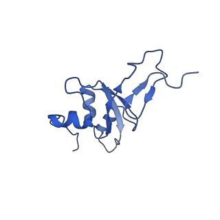 16896_8oiq_BG_v2-0
39S mammalian mitochondrial large ribosomal subunit with mtRF1 and P-site tRNA