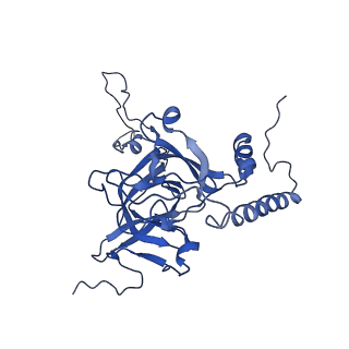 16896_8oiq_BM_v1-0
39S mammalian mitochondrial large ribosomal subunit with mtRF1 and P-site tRNA
